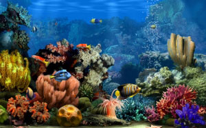 fish, sea, marine, aquarium, water