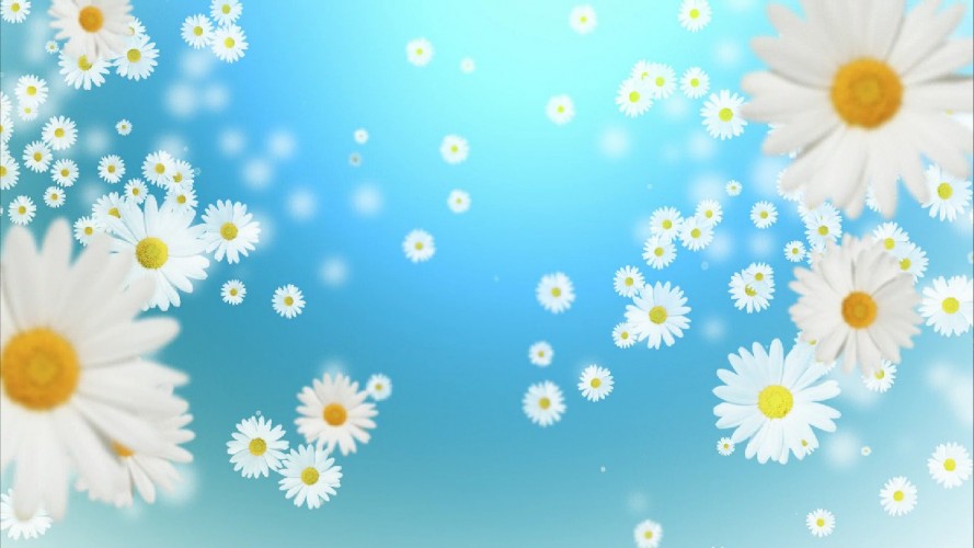 camomiles, flowers, cute, animated