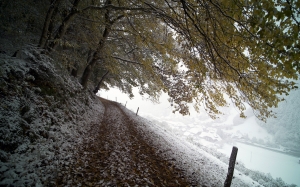 winter, nature, forest, mountain, snow, november, december, path, foliage