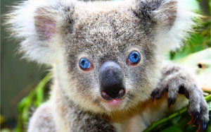 koala, bear, cute, gray, blue eyes, unique, australia, arboreal, herbivorous, marsupial, stout, fluffy, ears, large, spoon-shaped nose, adorable, furry, animal