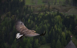 adler, bird, bird of prey, raptor, animal, freedom, fly, wing, wing-beat, sublime