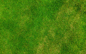abstract, backdrop, background, field, grass, green, lawn, pattern, plant, texture