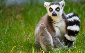 lemur, grass, madagascar, animal, wildlife, ring-tailed