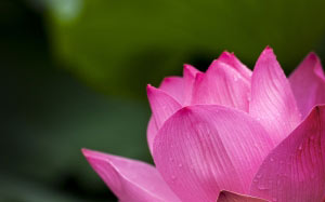 lotus, pink, nature, flowers