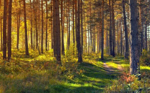forest, nature, landscape, trees, yellow, gold, haze, autumn