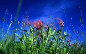 природа, трава, цветы, небо