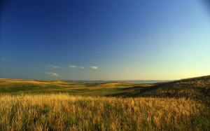 nature, prairie