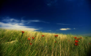 природа, трава, цветы, небо, лилия