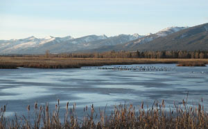 nature, waterfowl, wetland, winter, pond, mountains, prairie