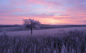 nature, north dakota, tree, frosty, morning, sunrise, meadow, grass