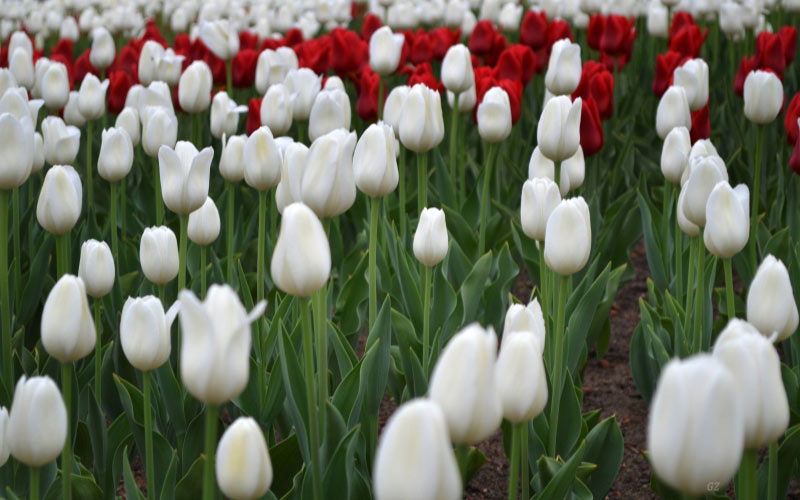 spring, flowerbed, may, tulips, flower, flowers