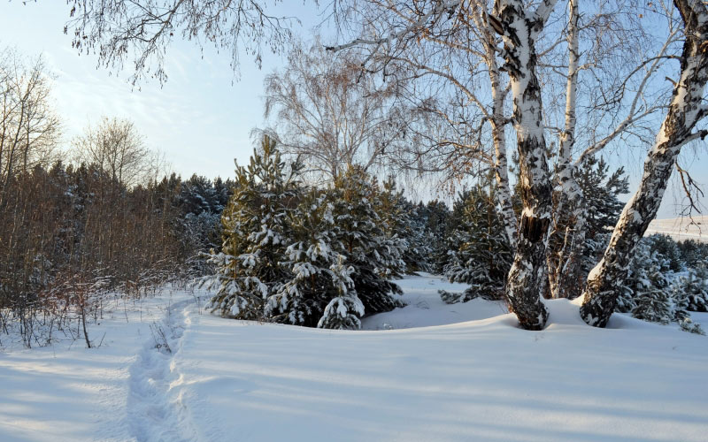 зима, снег, лес, деревья, сугробы, день