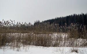 shore, winter, reeds, landscape, snow, february
