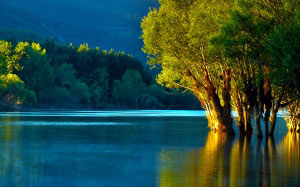 water, lake, reflection, trees, nature