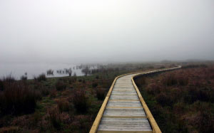 boardwalk, wetland, swamp, lake, bog, mire, recreation, fog, mist, cloud, haze, reeds