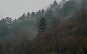 лес, туман, осень, природа, гора, деревья