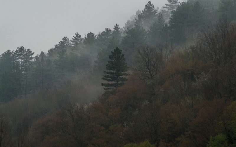 лес, туман, осень, природа, гора, деревья