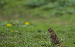sparrow, grass, nature, bird, animal