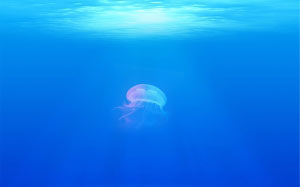 под водой, медуза, море, океан, подводный мир, вода
