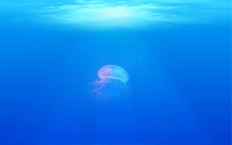 underwater, jellyfish, sea, ocean, water