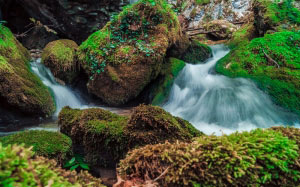 water, moss, river, rocks