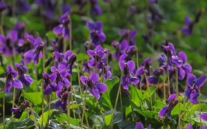 spring, macro, March, card, nature, plants, violet, flora, flowers