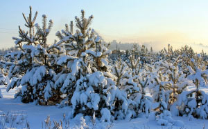 winter, cold, nature, snow, pine
