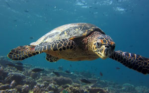 Мальдивы, море, подводный мир, океан, вода, черепаха