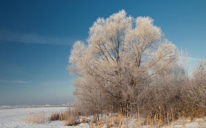 winter, nature, snow, cold, field, trees, landscape