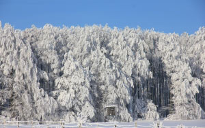 winter, snow, ice, forest, trees, white, teutoburg forest, firs, fence, perch