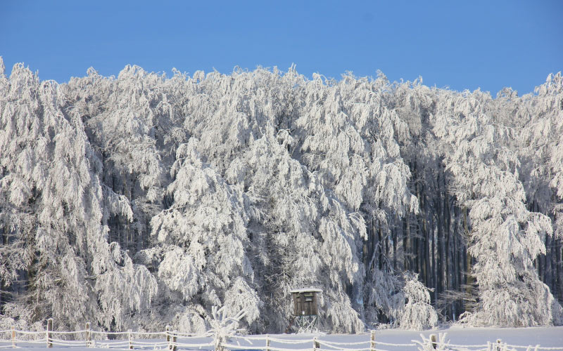 winter, snow, ice, forest, trees, white, teutoburg forest, firs, fence, perch