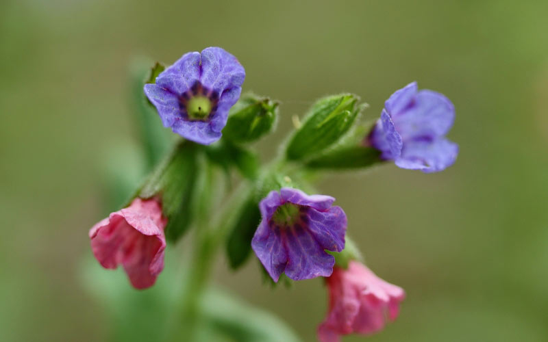 spring, forest flowers, macro, lungwort, nature