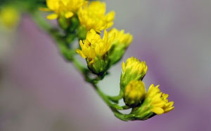 branch, nature, goldenrod, flowers