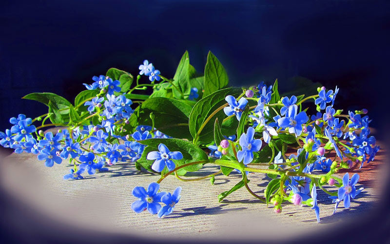 Spring, May, forget-me, garden, flora, flowers, nature
