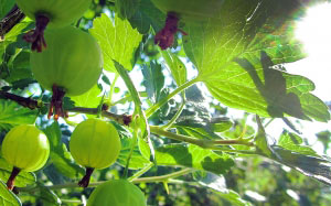 Gooseberry, summer, garden, harvest, berries, nature, sun