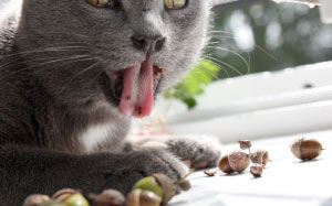 acorns, cat, pets, animals
