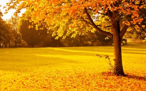 autumn, fall, foliage, golden, leaves, nature, orange, park, seasonal, sunlight, sunset, tree, vibrant, vivid, yellow