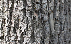 textures, tree, bark, trunk