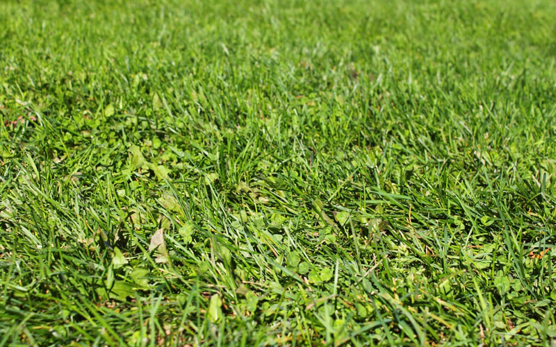 textures, grass, grassy, field, lawn, blades, green
