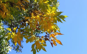 осень, листва, листья, сезон, небо, голубое