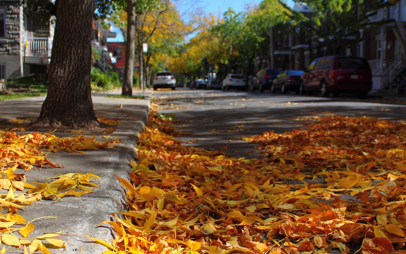 Autumn, fall, seasons, foliage, leaf, leaves, trees, street, color