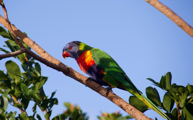 colorful lorikeet, parrot, bird, tree, blue sky, animals, nature