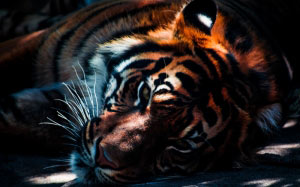 tiger, wildlife, animal, cat, predator, feline, mammal, striped, bengal, wild, beast