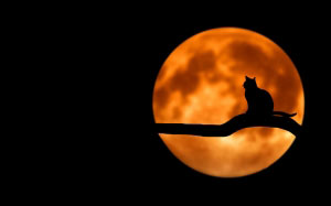 cat, night, moon, branch, tree, animals, nature