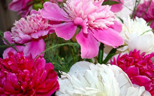 white, burgundy, bouquet, summer, peonies, pink, flowers