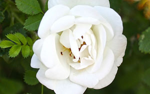 white, summer, flowers, rose, nature