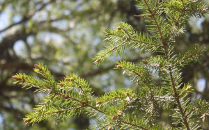 spring, branch, needles, forest, May, spruce