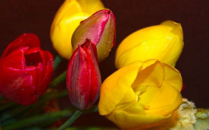 Spring, beauty, May, mood, positive, tulips, flora, flowers