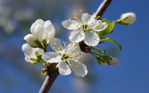 spring, cherry, beauty, sky, flowers, branch, nature