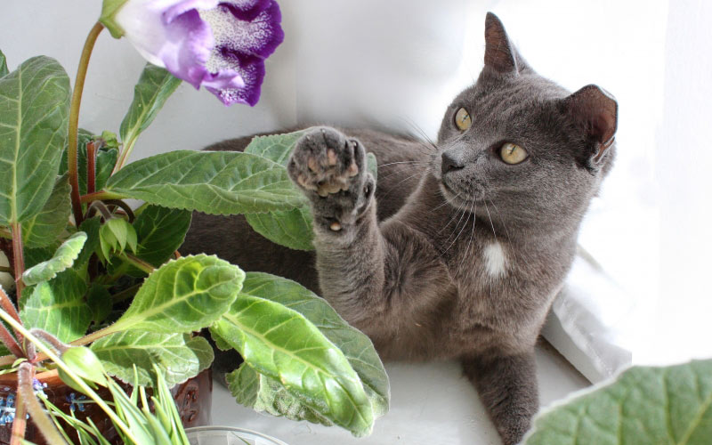 gloxinia, animal, cat, pets, flowers